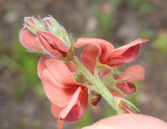 Indigofera porrecta