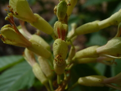 Aesculus sylvatica
