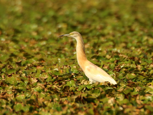 Garcilla cangrejera (Ardeola ralloides)