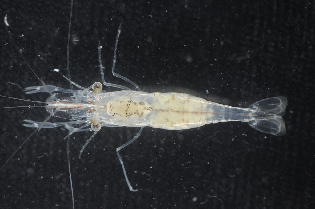 Palaemon mundusnovus