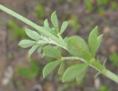 Indigofera porrecta
