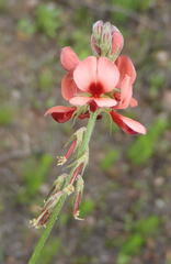 Indigofera porrecta