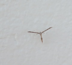 Anstenoptilia