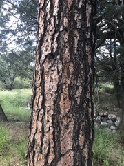 Pinus engelmannii
