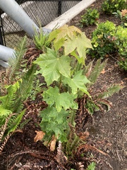 Acer platanoides
