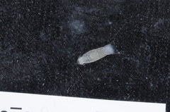 Livoneca redmanii