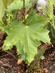 Acer platanoides