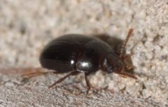 Platydema micans