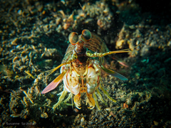 Odontodactylus latirostris