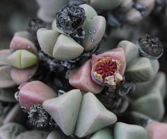 Schlechteranthus hallii