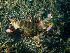 Odontodactylus latirostris