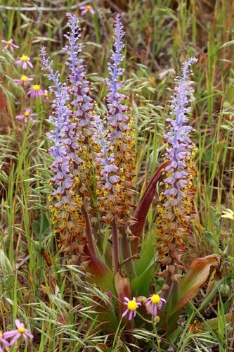 Lachenalia mutabilis