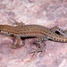 Mount Sinai Lizard - Photo (c) Roberto Sindaco, some rights reserved (CC BY-NC-SA), uploaded by Roberto Sindaco