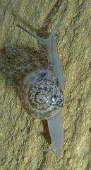 Sheldonia