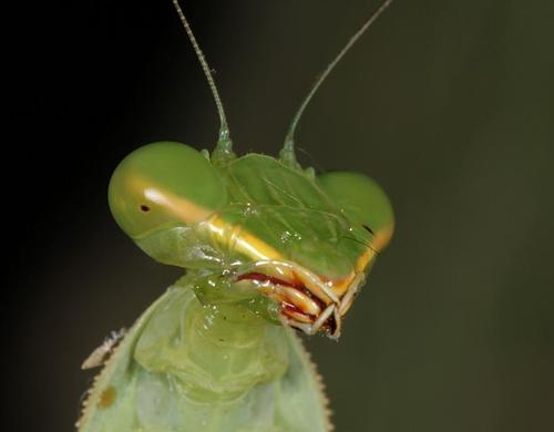 Common Green Mantis photo 3