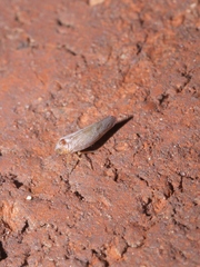 Omolicna