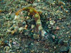 Amblyeleotris latifasciata
