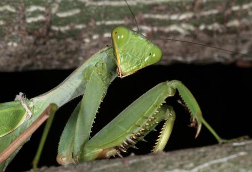 Photo of Common Green Mantis (Sphodromantis gastrica)