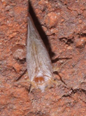 Omolicna