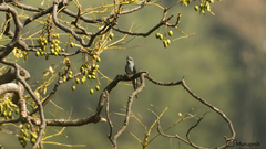Hemiprocne coronata