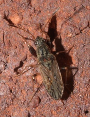 Pseudopachybrachius basalis