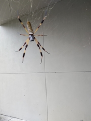 Trichonephila clavipes