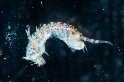 Elasmopus pectenicrus in life