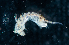 Elasmopus pectenicrus