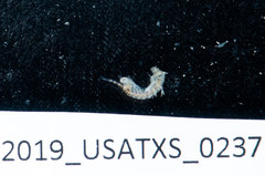 Elasmopus pectenicrus
