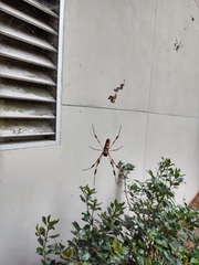 Trichonephila clavipes