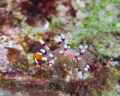 Coryphellina exoptata