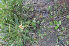 Disperis capensis