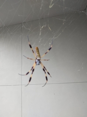 Trichonephila clavipes