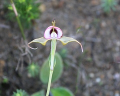 Disperis capensis