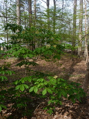 Aesculus sylvatica