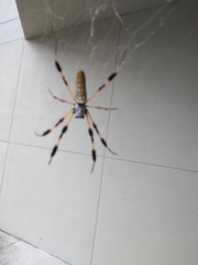 Trichonephila clavipes