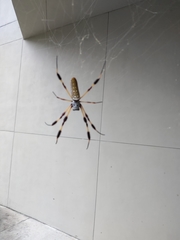 Trichonephila clavipes