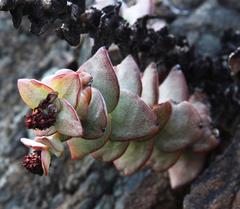 Crassula sladenii