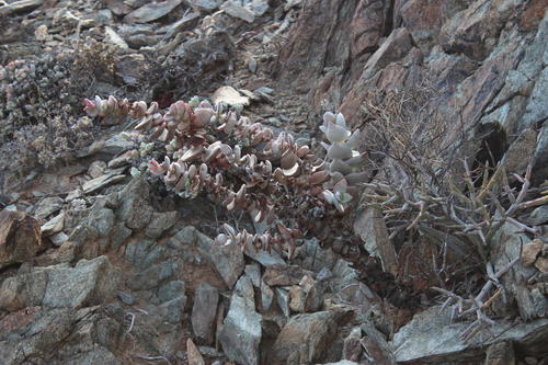 Crassula sladenii