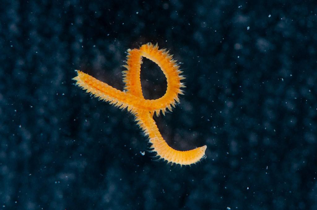 Naineris laevigata