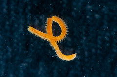 Naineris laevigata