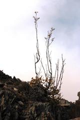 Tetraena prismatocarpa
