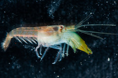 Synalpheus hemphilli