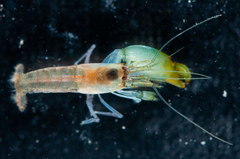 Synalpheus hemphilli