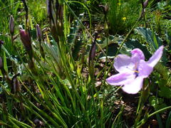 Aristea cantharophila