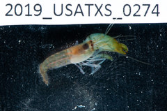 Synalpheus hemphilli