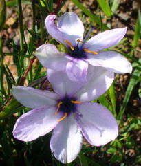 Aristea cantharophila