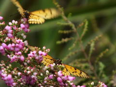 Erica gracilis