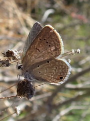 Eicochrysops messapus messapus