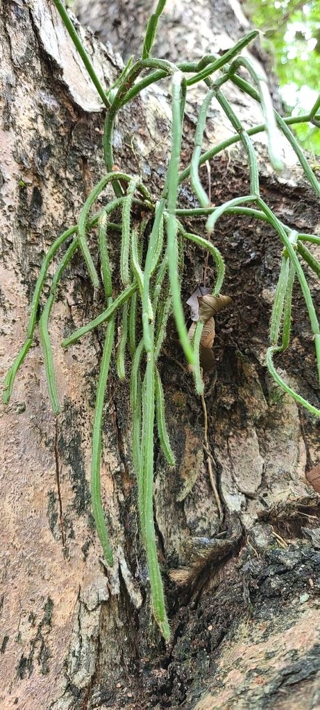 Rhipsalis baccifera